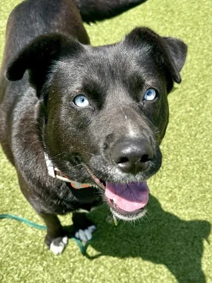 An adult large-sized female Black Mixed Breed dog named Monica for adoption in Wichita, KS