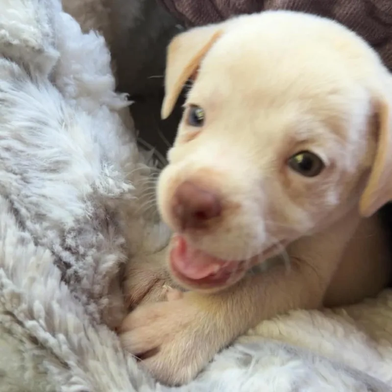A baby small-sized female White / Cream Mixed Breed dog named Redbull for adoption in Buffalo, MN