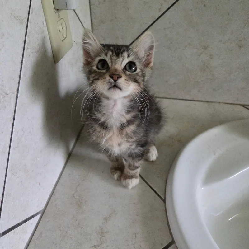 A baby medium-sized male Tabby (Brown / Chocolate) Domestic Long Hair cat named Spazz for adoption in Cleveland, TX