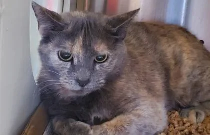 An adult medium-sized female Domestic Short Hair cat named Gabby for adoption in Kansas City, MO