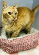 An adult medium-sized male Tabby (Orange / Red) Domestic Short Hair cat named Flynn Rider for adoption in Cibolo, TX