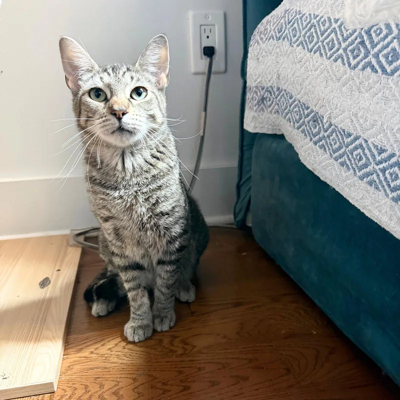 An adult medium-sized female Domestic Short Hair cat named Daisy Jones for adoption in Brooklyn, NY