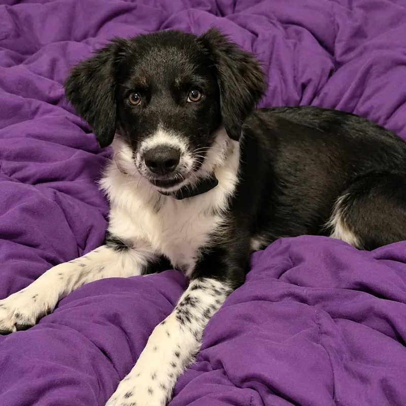 A baby medium-sized male Australian Cattle Dog / Blue Heeler dog named Marlin for adoption in Phoenix, AZ