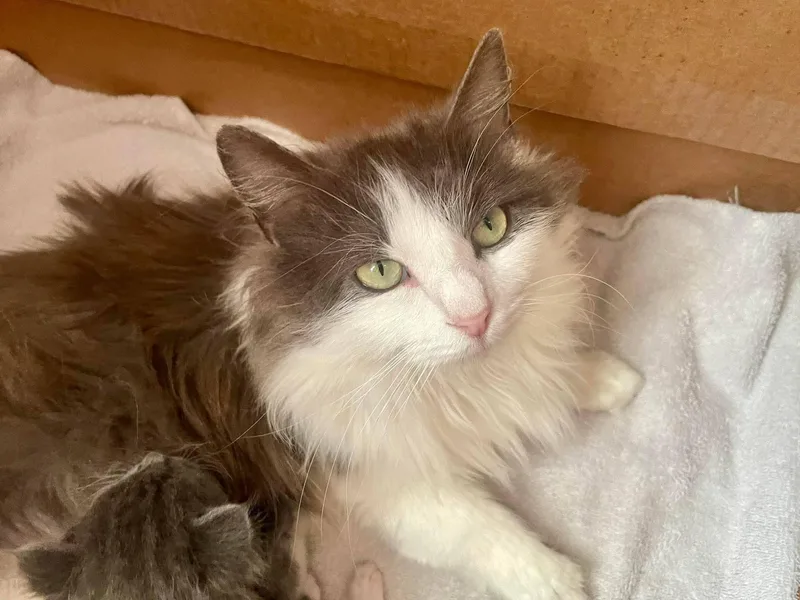 Rosemary thumbnail 2