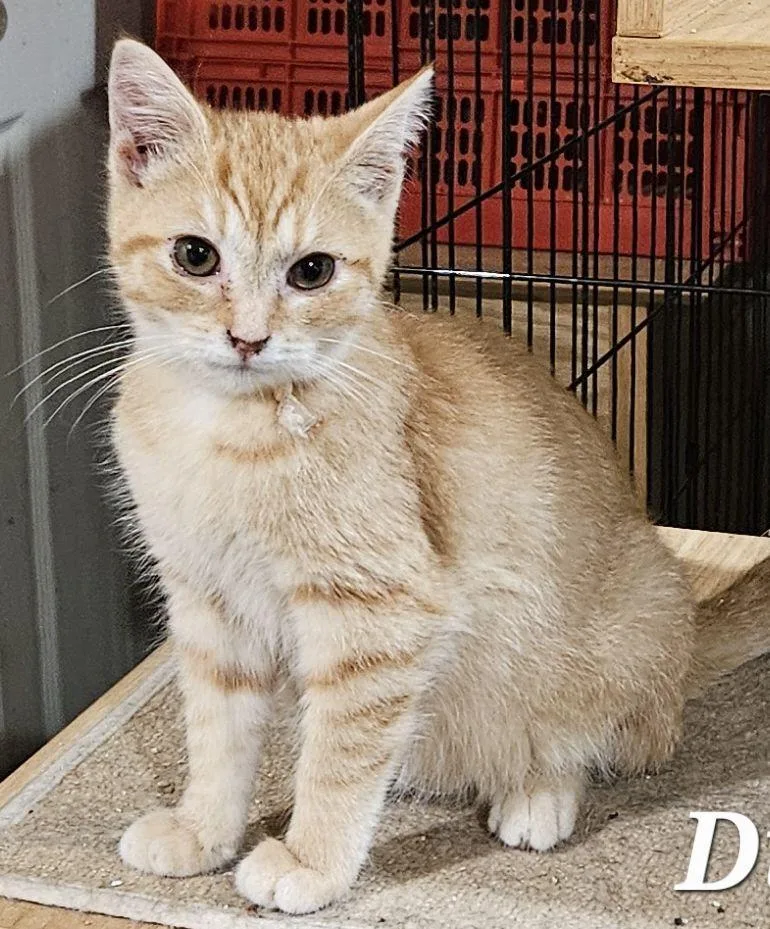 A young medium-sized female Orange / Red Domestic Short Hair cat named Ditta for adoption in Bethlehem, PA