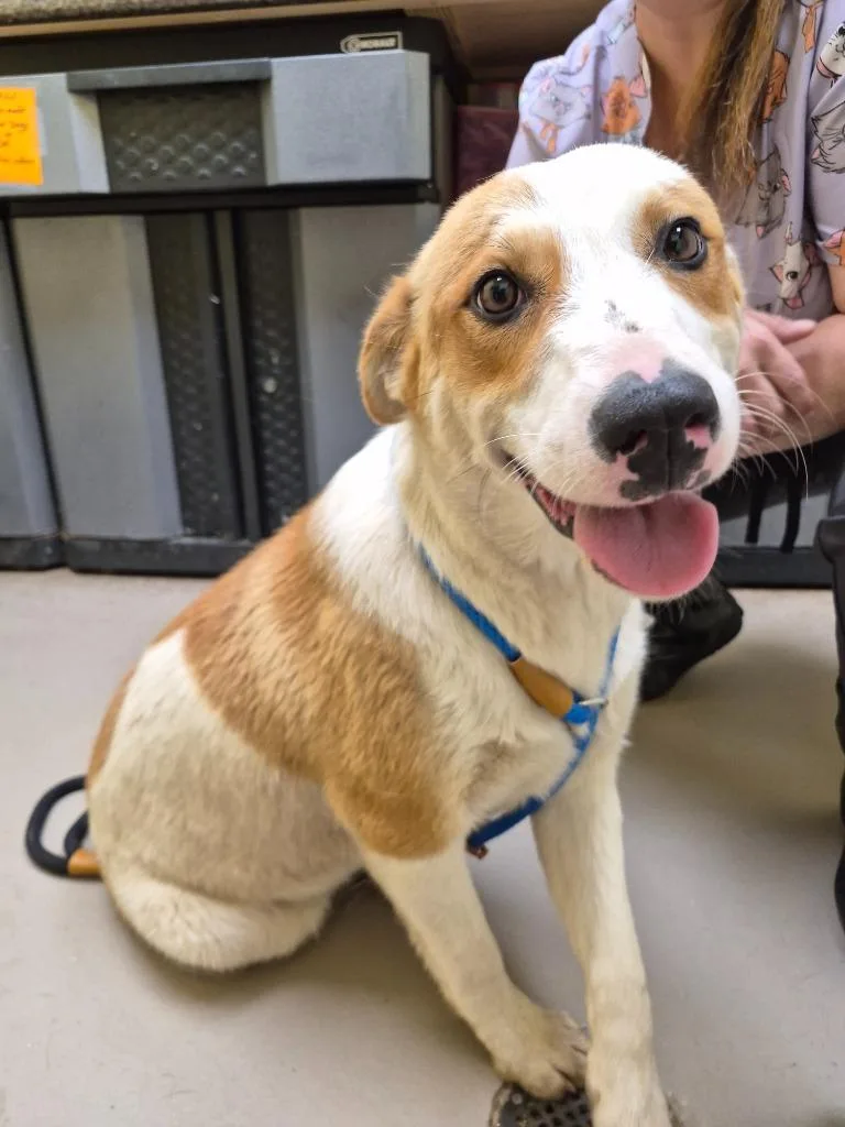 A baby medium-sized male Australian Shepherd dog named Haystack for adoption in Crossville, TN