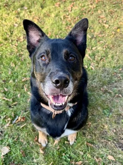 An adult medium-sized male Black Australian Cattle Dog / Blue Heeler named Grizzly for adoption in Midland, MI