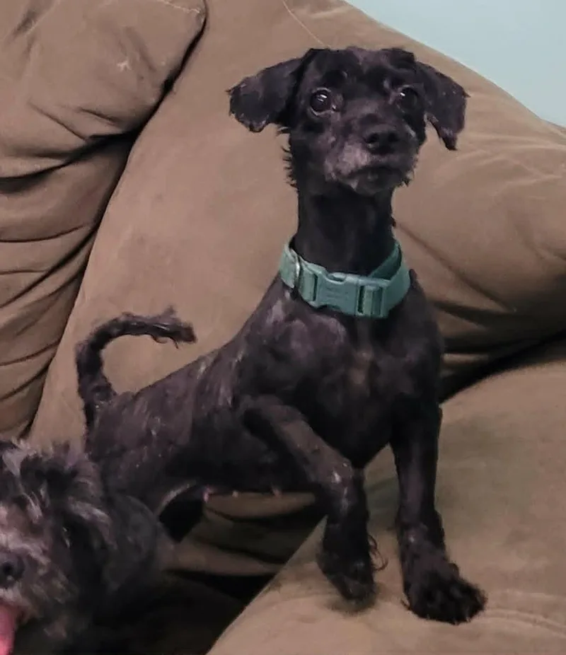 An adult small-sized female Black Poodle (Toy) dog named Oreo  Friendly Little for adoption in Meriden, CT