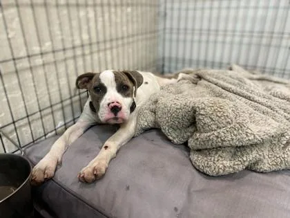 A baby medium-sized female American Bulldog dog named Addie for adoption in Gainesville, FL