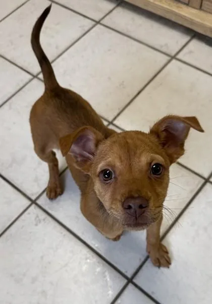 An adult small-sized female Pit Bull Terrier dog named Cookie for adoption in St. Anne, IL