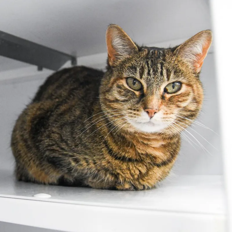 An adult medium-sized female Domestic Short Hair cat named Tabitha for adoption in Ewing, NJ