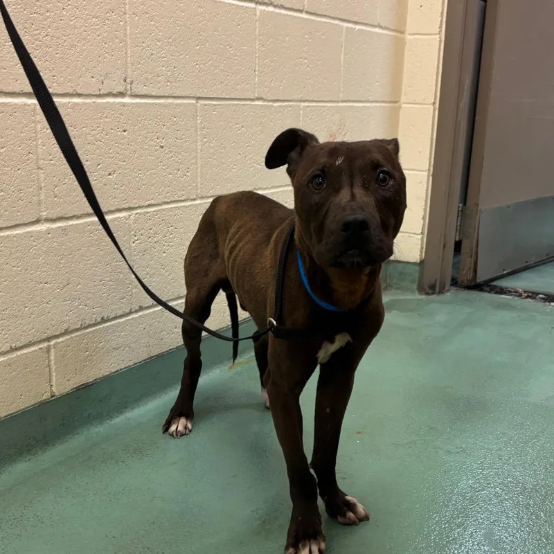 A young medium-sized male Black Mixed Breed dog named Craig for adoption in Memphis, TN