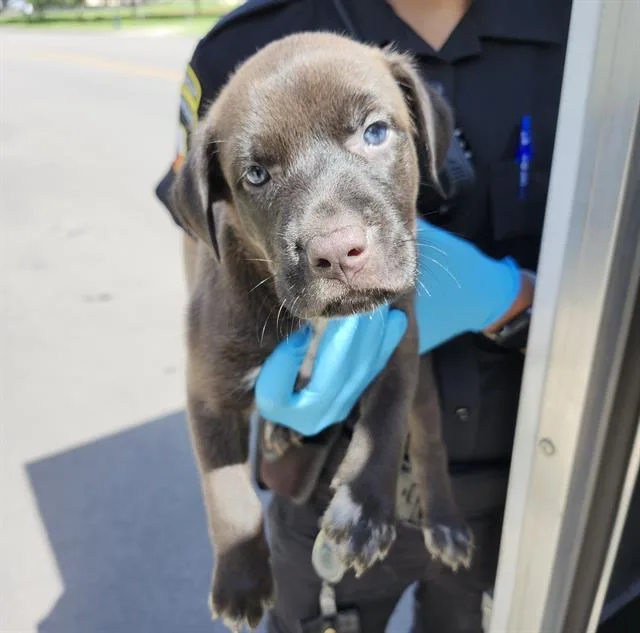 A baby small-sized female Labrador Retriever dog named Crystal for adoption in San Antonio, TX