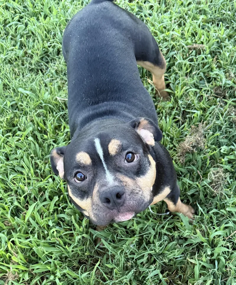 A young medium-sized female American Bully dog named Morticia for adoption in Virginia Beach, VA