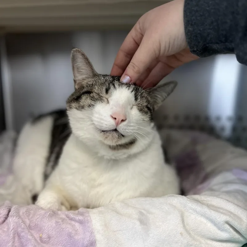 Poindexter thumbnail 2