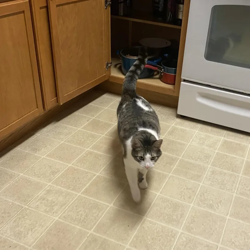 Poindexter thumbnail 3