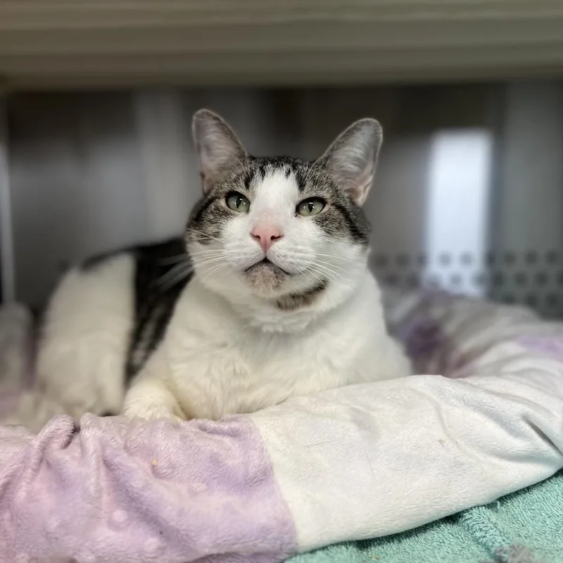 Poindexter thumbnail 5