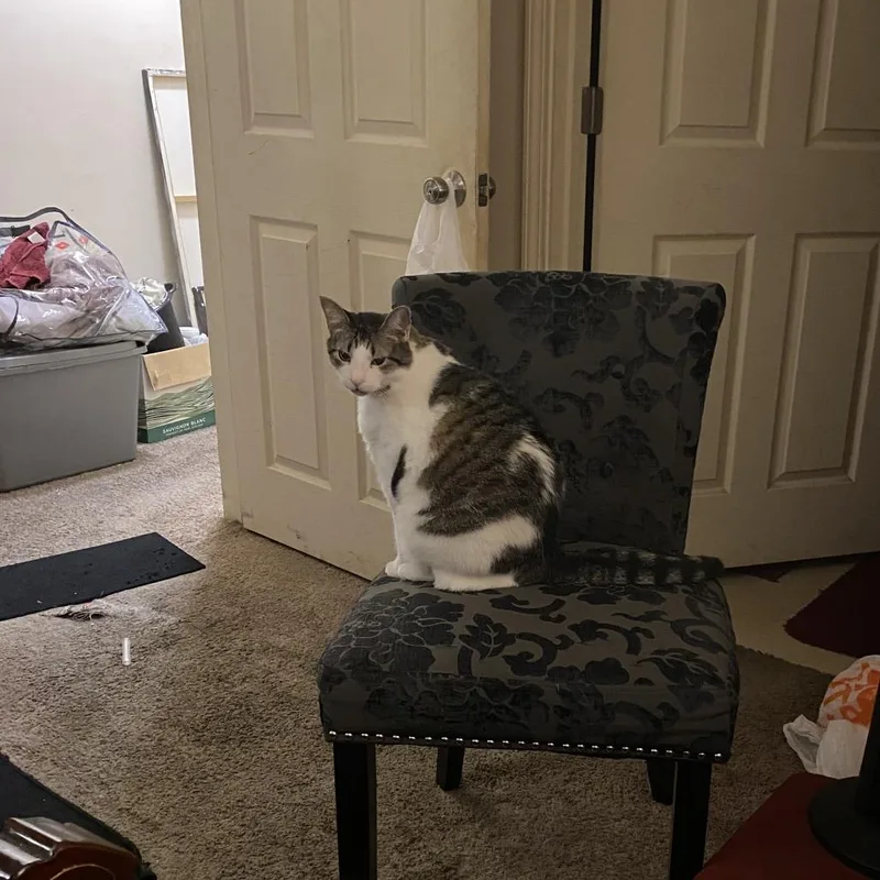 Poindexter thumbnail 6