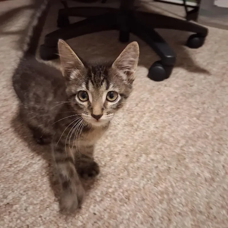A baby small-sized male Brown / Chocolate Domestic Short Hair cat named Bongo for adoption in Springfield, IL