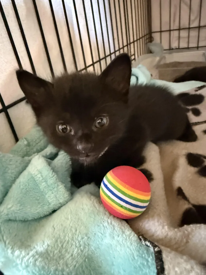 A baby small-sized male Black Bombay cat named Ween for adoption in Paulina, LA