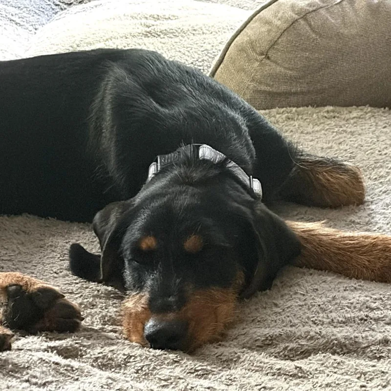 A young medium-sized female Black Mixed Breed dog named Kirbee for adoption in Fredericksburg, VA