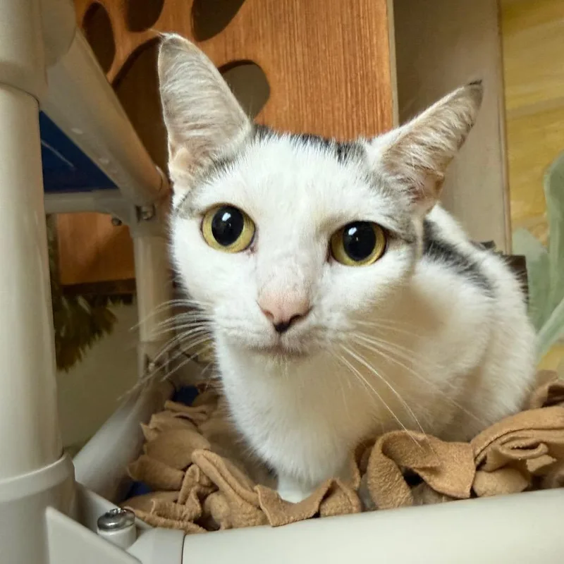 A young medium-sized female White Domestic Short Hair cat named Stella for adoption in Naples, FL