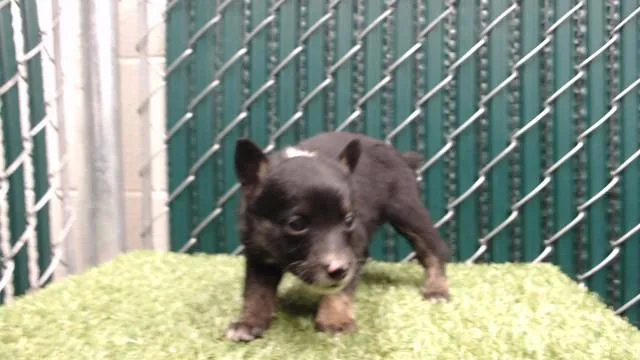 A baby medium-sized female German Shepherd Dog dog named Rose for adoption in Downey, CA