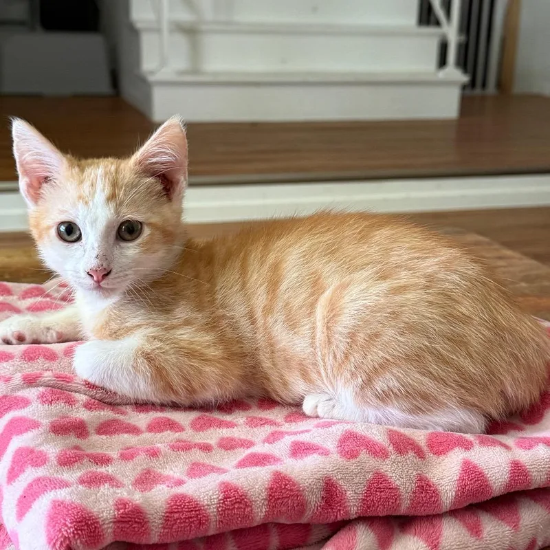 A baby small-sized male Orange / Red Domestic Medium Hair cat named Corduroy for adoption in Tustin, CA