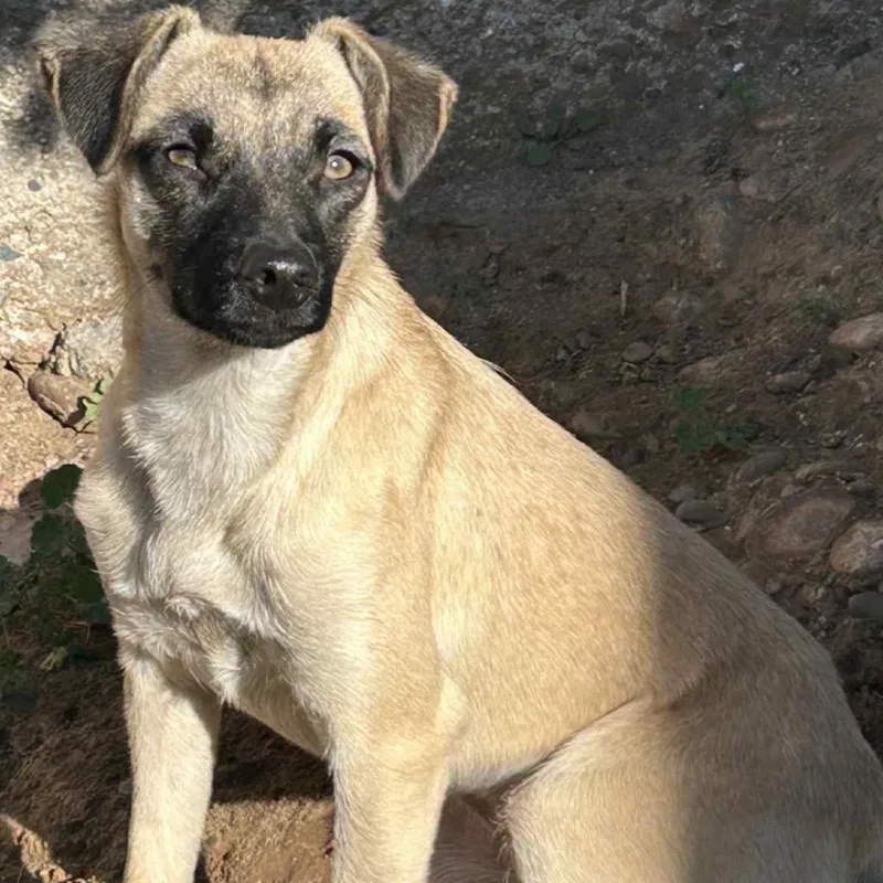 An adult small-sized female Shepherd dog named Tiki for adoption in San Diego, CA