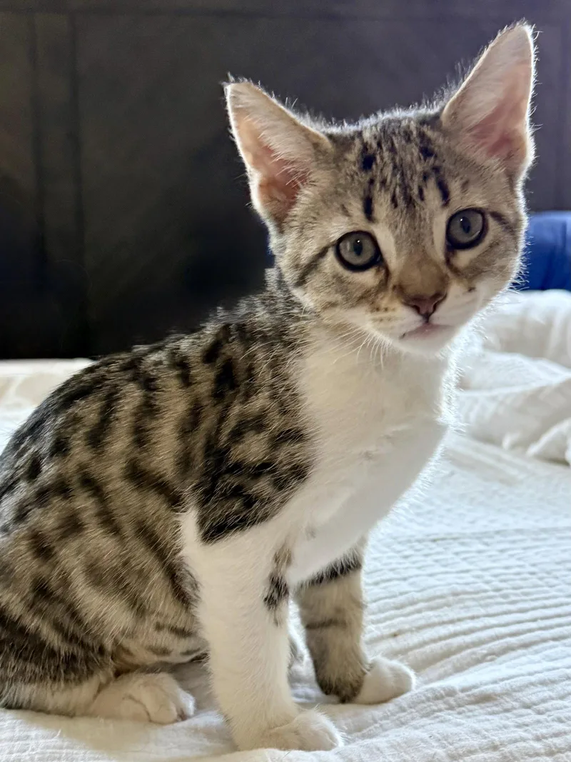 A baby medium-sized female Domestic Short Hair cat named Penny for adoption in Glendale, AZ