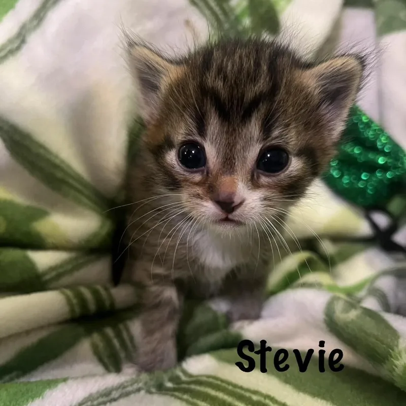 A baby small-sized female Brown / Chocolate Domestic Short Hair cat named Stevie for adoption in Monroe, MI