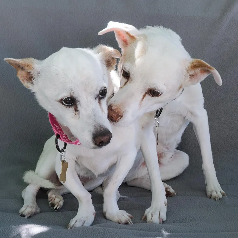 Squiggly thumbnail 4