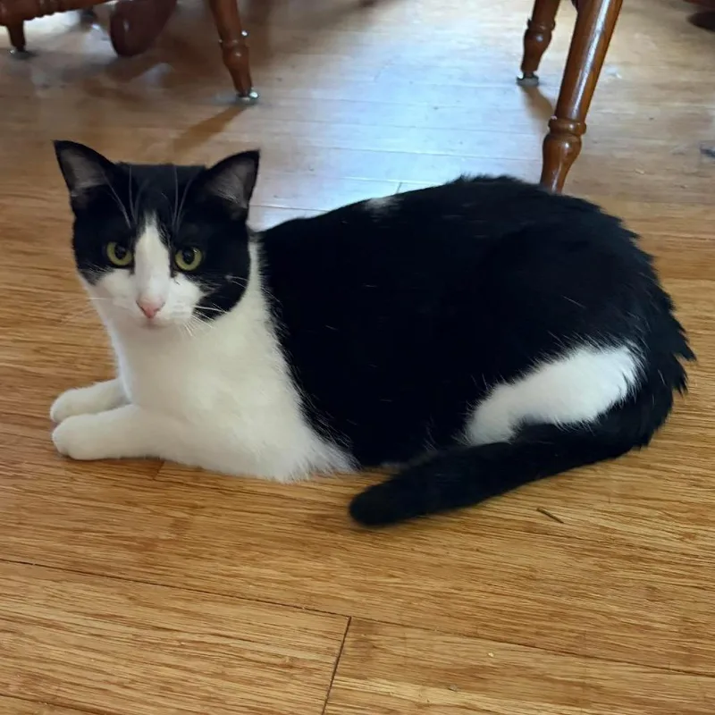 Speckles thumbnail 2