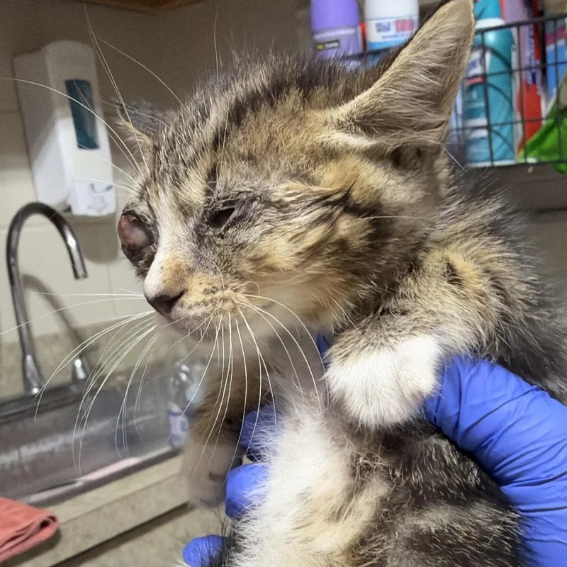 A baby small-sized male Brown / Chocolate Domestic Short Hair cat named SASWildlife for adoption in Milton, FL