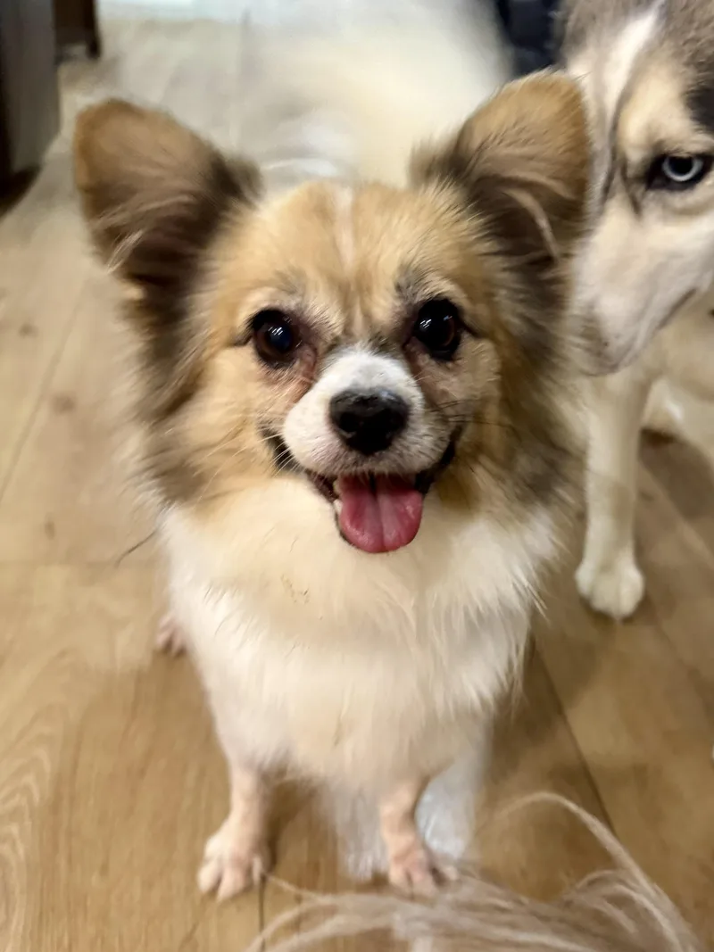 An adult small-sized female Papillon dog named Willow for adoption in Windsor, CO