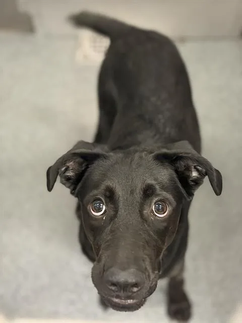 A young medium-sized male Mixed Breed dog named Sirius for adoption in Dallas, TX