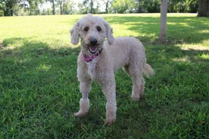 A senior medium-sized female Poodle dog named Paisley for adoption in Kansas City, MO