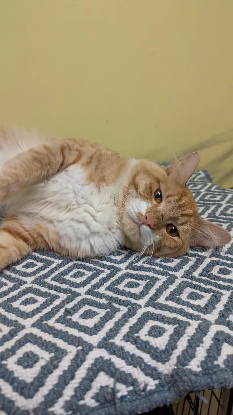 An adult large-sized male Domestic Long Hair cat named Gonzales for adoption in Jackson, GA