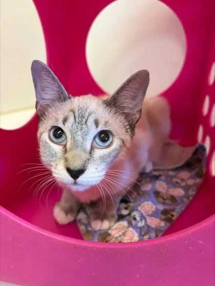 A young small-sized female Siamese cat named Shorty for adoption in Honolulu, HI