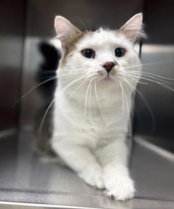 A young small-sized male Domestic Long Hair cat named Todd for adoption in Sioux City, IA