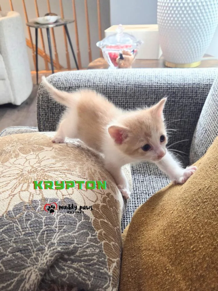 A baby small-sized male Domestic Short Hair cat named Elemental Litter: Krypton for adoption in Council Bluffs, IA