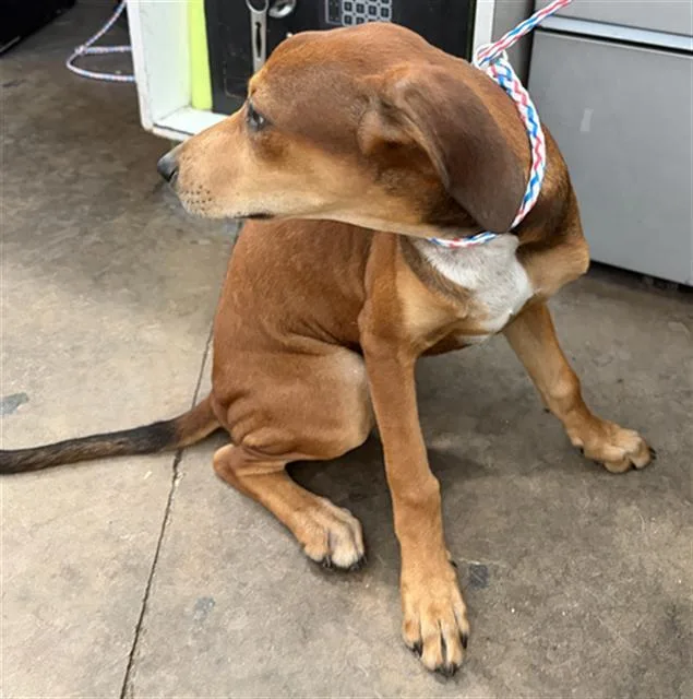 A baby medium-sized female Mixed Breed dog named Monkey for adoption in Dallas, TX
