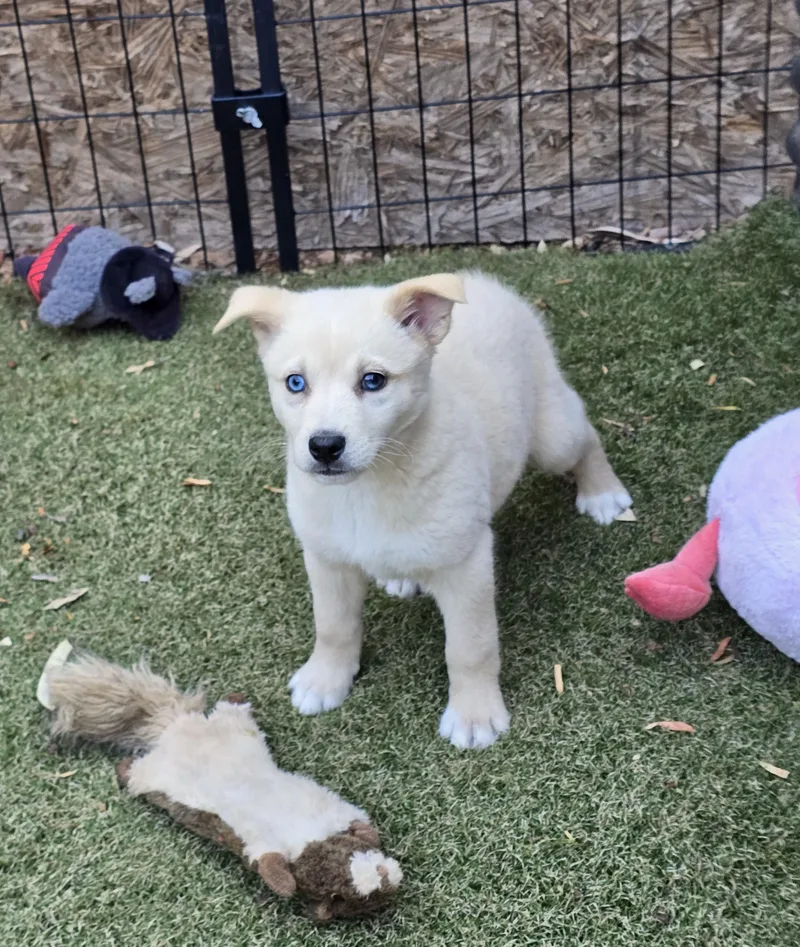 A baby medium-sized female Golden Retriever dog named Saffron for adoption in Apache Junction, AZ