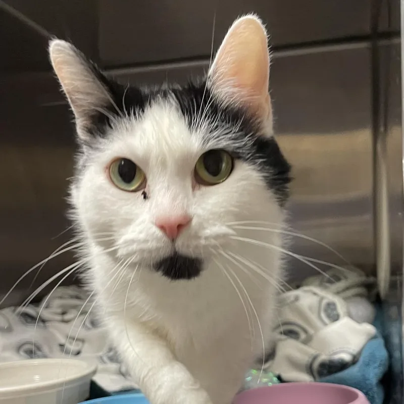 An adult medium-sized female Domestic Short Hair cat named Lil ' Debbie for adoption in York, PA