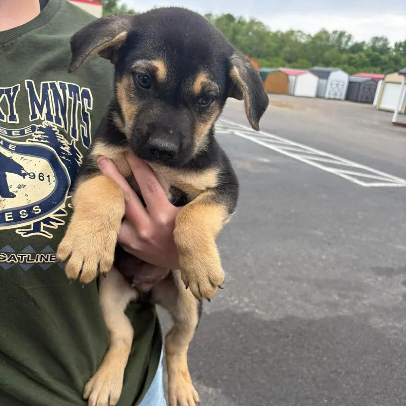 A baby medium-sized male Black Boxer dog named Waylon for adoption in Columbia Station, OH