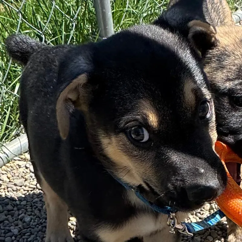Waylon thumbnail 3