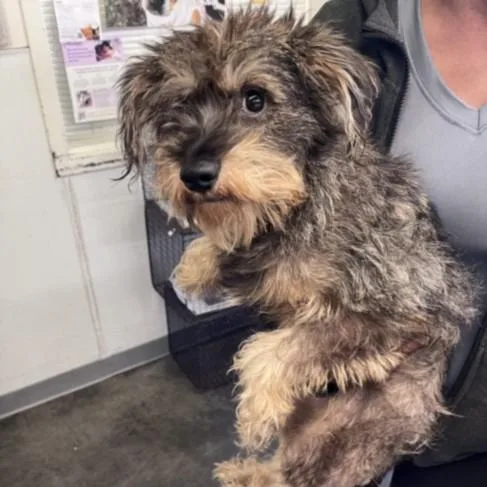 An adult small-sized male Schnauzer dog named Murphy for adoption in Los Angeles, CA