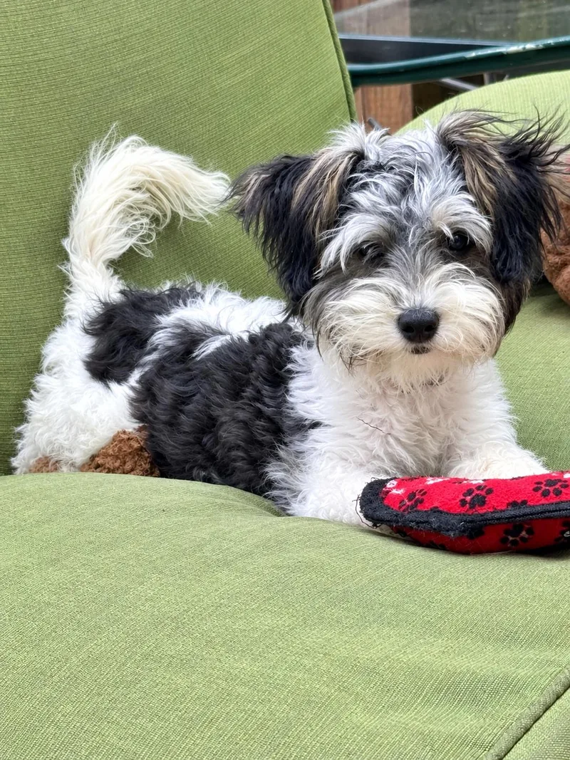 A young small-sized female Black Yorkie Poo dog named Jazz for adoption in Greensboro, NC
