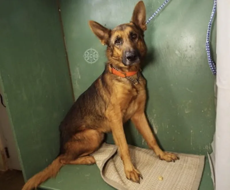 An adult large-sized male Tricolor (Brown, Black, & White) German Shepherd Dog dog named Sam for adoption in Suamico, WI