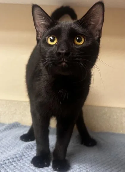A young small-sized male Domestic Short Hair cat named Brennan for adoption in Phoenix, AZ